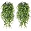 Boston Fern Vine/ 4 Pack