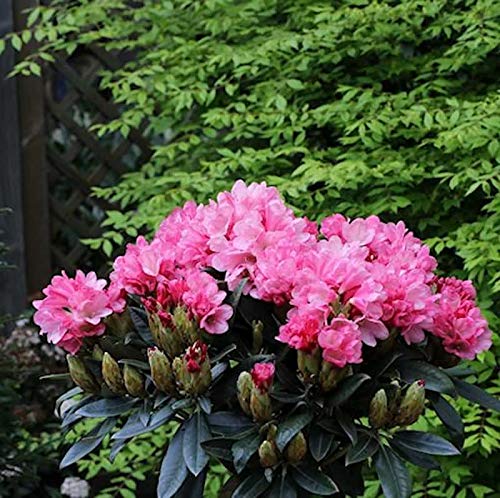 Hochstamm Rhododendron Clivia 80-100cm - Rhododendron williamsianum -  lebende Gartenpflanze aus den Baumschulen : Amazon.de: Garten