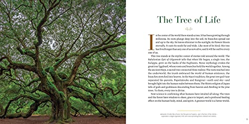 Into the Forest: The Secret Language of Trees