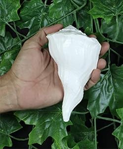 ASHIRWAD Dakshinavarti Muschelhorn 14 cm