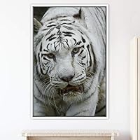 Framed Canvas Wall Art Tiger Animals Chic Dramatic Lion Living Room Multicolor Photography - 16x24 inches