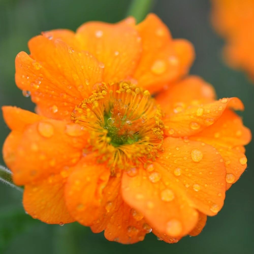 Plant Theory 9cm Pot Geum Prinses Juliana Avens Perennial