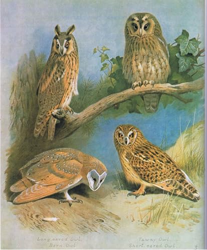 Affiche Hibou Moyen-Duc par Archibald Thorburn Art Mural Graffiti Décoration Maison 60x90cm