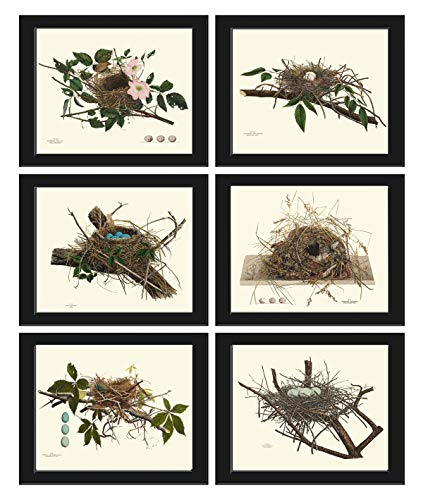 Bird Nest Egg Botanical Set of 6 Prints Unframed Antique Beautiful Tree Green Forest Birdwatcher Nature Home Room Decor Wall Art Bird Nest Egg Botanical Set of 6 Prints Unframed Antique Beautiful Tree Green Forest Birdwatcher Nature Home Room Decor Wall Art