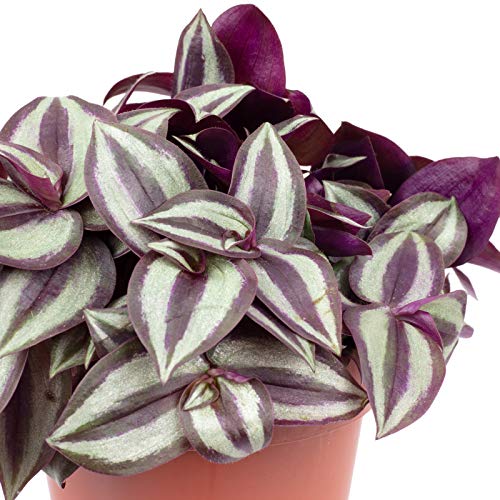Zebrakraut 'Smit Silver Sicilian' - echte Zimmerpflanze, Tradescantia zebrina - Höhe ca. 20 cm, Topf-Ø 12 cm - Image 3