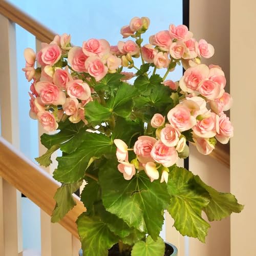Semillas de plantas de begonia, Jardín de plantas, decoración salón. Decoración de jardín para exteriores, regalos originales. Plantas en maceta, salón decorativo moderno. Jardín de 30pcs