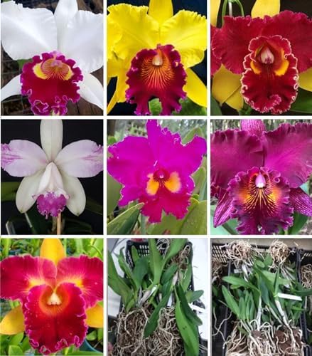 Kit 10 Cortes De Orquídeas Cattleya Adultas Sem Repetição