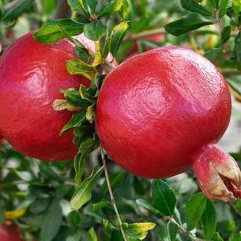 See full amazon price history chart for Cloud Farm " Toms Red Pomegranate Anar Fruit plant "Grafted hybrid - 1 Healthy Live Super Yielding Early Fruting Toms Red Pomegranate Fruit Plant 1-1.5 Ft Height for Home Garden CF_2028 Cloud Farm " Toms Red Pomegranate Anar Fruit plant "Grafted hybrid - 1 Healthy Live Super Yielding Early Fruting Toms Red Pomegranate Fruit Plant 1-1.5 Ft Height for Home Garden CF_2028 (B0C3C8VNV8) Amazon Price History, Amazon Price Tracker