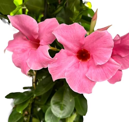 2 Pink Mandevilla Dipladenia Live Plants Climbing