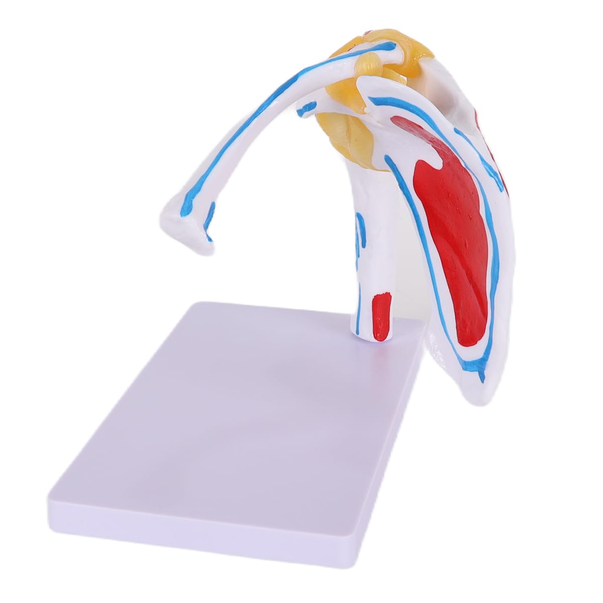 Alide Modello di articolazione della spalla umana, modello di articolazione della spalla con omero mobile, per studi medici, supporto didattico per l'insegnamento