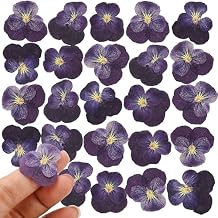 25PCS Dried Violet Flower, Natural Pressed Colorful Real Dry Petals Flowers for Mixed Epoxy Resin Jewelry Pendant Making, Floral DIY Nails Art, Crafts, Soap, Candle, NOT Edible