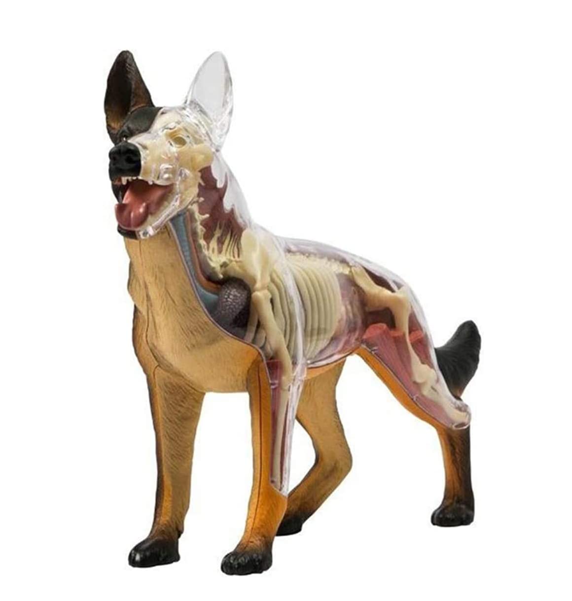 Modello di Anatomia del Cane Lupo Biologia Organo Simulazione Animale Insegnamento Medico Staccabile 29 Parti Modello Anatomico Animale Puzzle Educativo Fai da Te