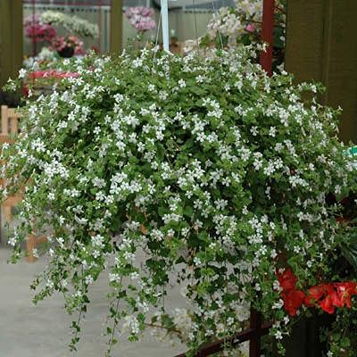 100pcs Hanging Bacopa Flower Seeds