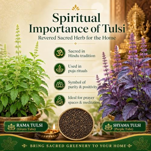 Image of Tulsi Seeds 100 Seeds + Free 20 Marigold Seeds | Green Krishna Rama Holy Basil (Ocimum Sanctum) Medicinal Ayurvedic Herb Seeds | Sacred Pooja Plant Seeds for Indoor Outdoor Home Garden Balcony Terrace