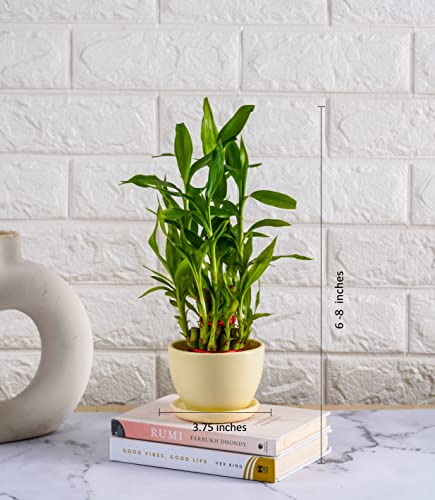 Image of Nurturing Green 2 Layer Lucky Bamboo Combo in Ivory Ceramic Pot | Wedding Gifts For Marriage Couple | Wedding Gifts For Marriage | Wedding Gift For Friend | Plant Gifts With Pot | Gift Plants