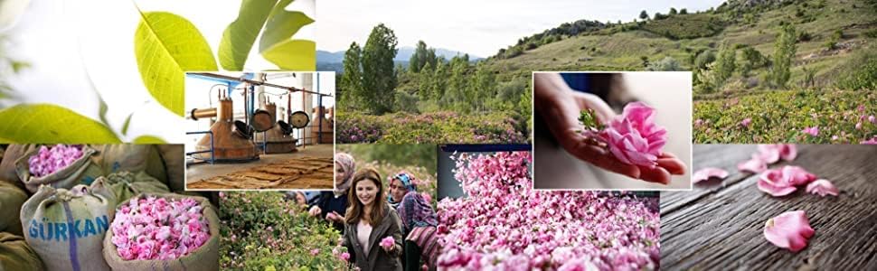 gülsha Rose Hand Cream Nourishes, Moisturizes & Repairs Dry Hands, Light & Fast-Absorbing Hand Cream for Dry Cracked Hands, For All Skin Types,Free from Chemicals, 99.8% Natural Origin, 30ml/1.02fl oz - Image 6