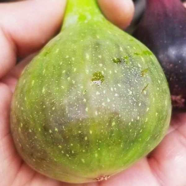 Amazon.co.jp: イチジク苗 中農紅(B110) 挿木1年生根巻苗 1株 / 国華園