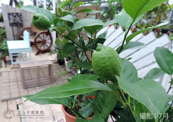 Amazon.co.jp: トゲなし レモン (《実付き》レモンの木 トゲなし