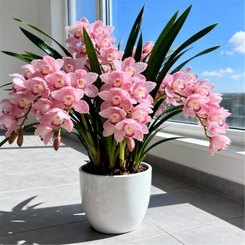 Fragrant Cymbidium Orchid - Indoor and Outdoor Potted Plants - Easy to Bloom/That Grow Fast/Golden Jade Carving/Garden-3 Roots-H