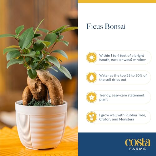 Image of Costa Farms Bonsai Miniature Tree Live Plant in Decorative Pot, Indoor Houseplant, Perfect for Home, Room, or Office Decor, Great House Warming or Birthday Gift, 7-10 Inches Tall