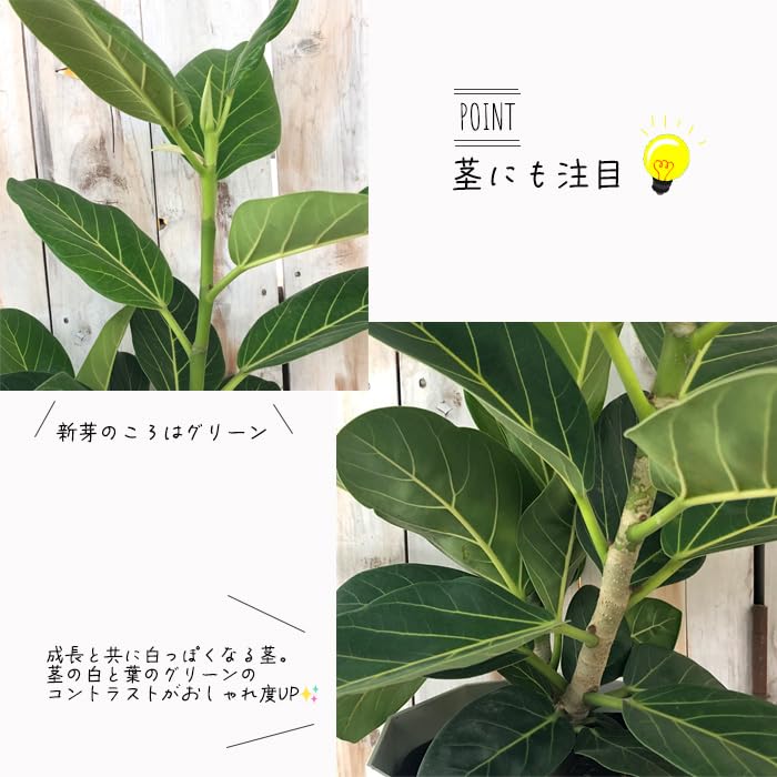 Amazon｜観葉植物 フィカス ベンガレンシス 6号鉢 ゴムの木 室内