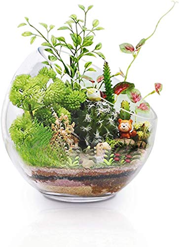 Ecosides - Ciotole in vetro trasparente inclinate per terrario e terrario rotondo a forma di globo con taglio a bolle in vetro, per mettere caramelle, piante, fiori, frutta, Vetro, Trasparente, 7' x7“