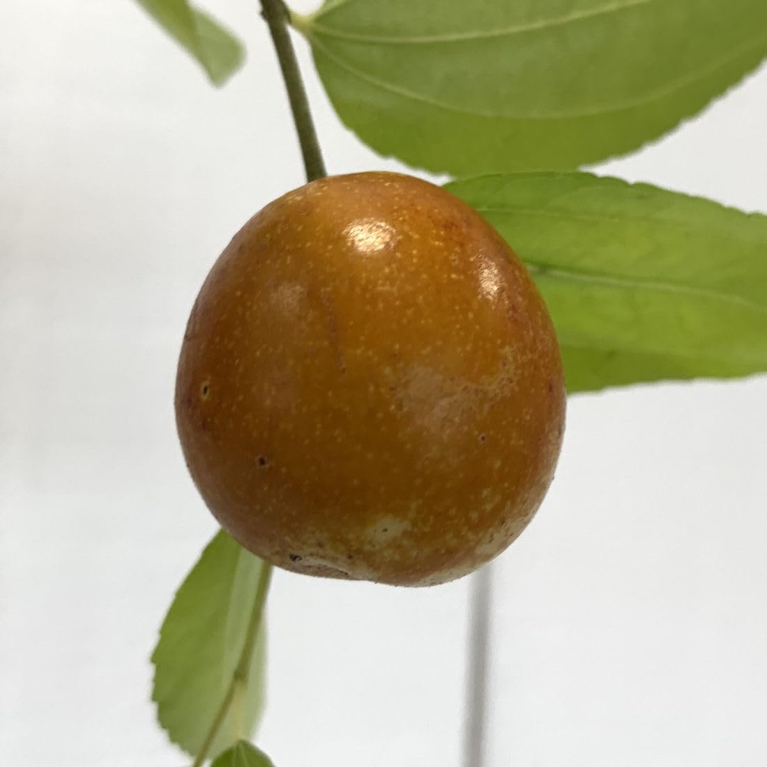 棗実さま専用‼️ 棗実さま専用‼️ 棗実さま専用‼️ 楽天市場】 なつめの実 : 棗