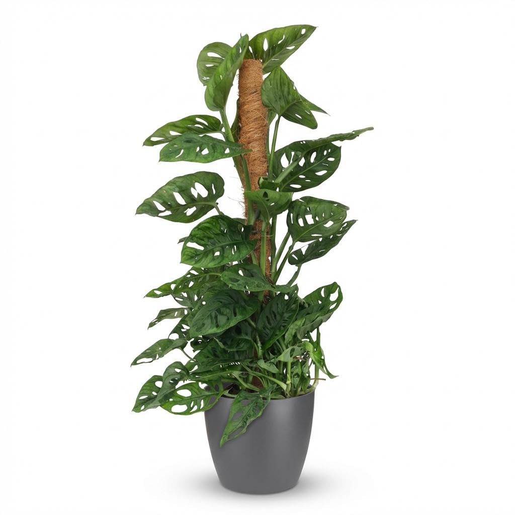 Green boutiQ - Zimmerpflanze - Monkey Mask - Monstera Adansonii Moosstab - Grün - Pflegeleicht - 1 Pflanze - mit Potter Grau - Topf 19cm - Höhe 90cm