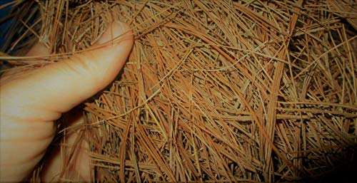 Heritage Farms Premium Pine Needles, 100% Pine Straw Mulch (4 Quart)