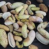 秋の味覚 もぎたて新鮮 天然アケビ 2キロ