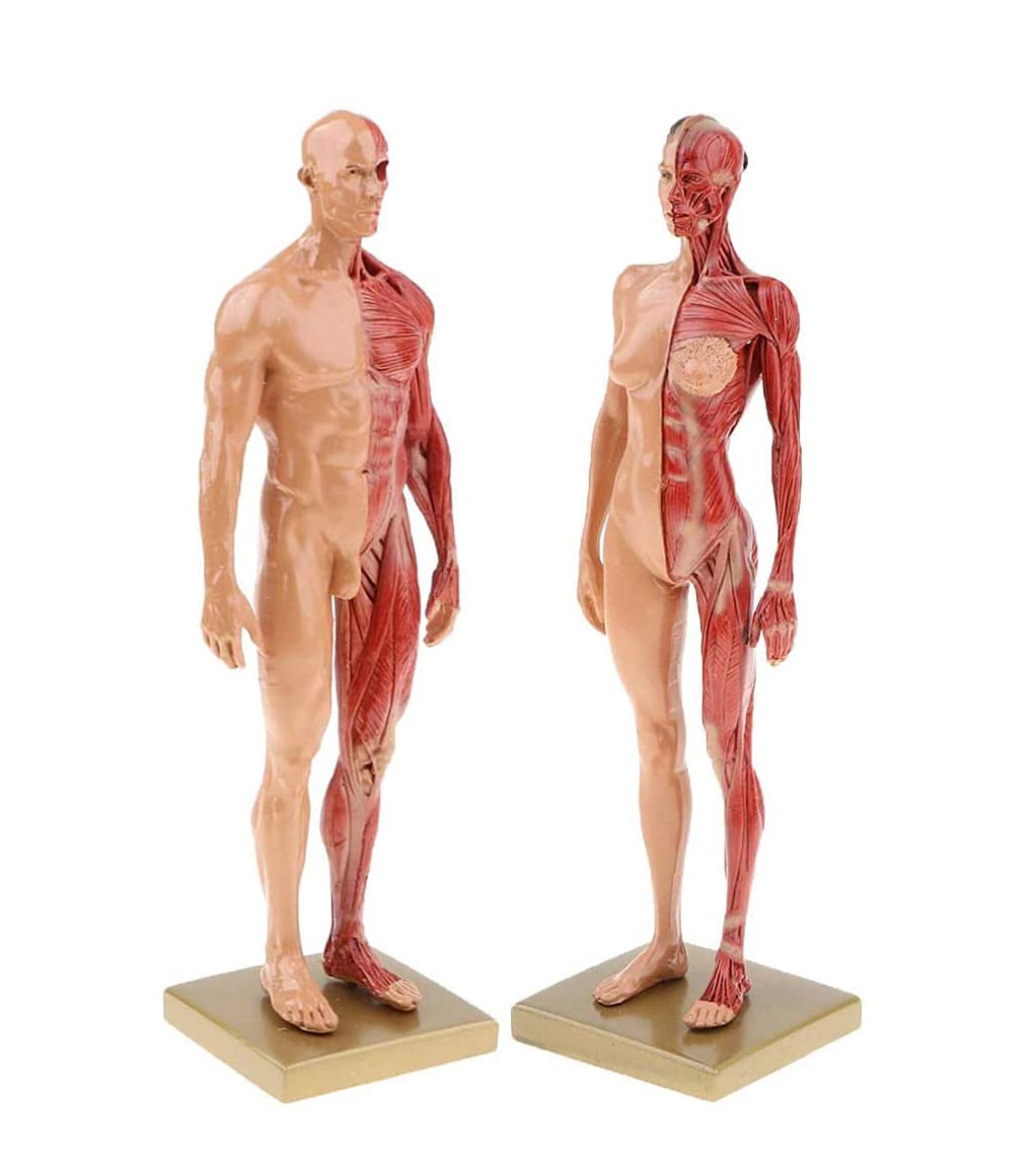 Amazon.co.jp: 1/6 等身大 30 センチメートル男性女性樹脂人間の解剖学