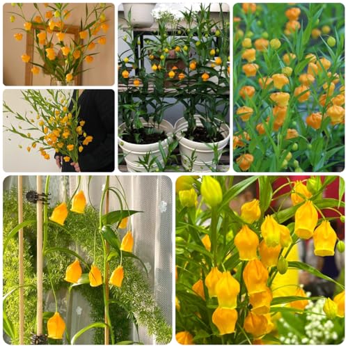 Semillas de Sandersonia aurantiaca, silvestres de balcón lirio linterna decorativas resistentes para balcón raras, decoración de sala de estar, 40pcs