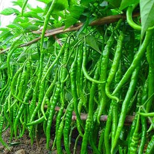 LiveNature Vegetable Seeds | Green Chilli Seeds | Mirchi Seeds | Home Garden Seeds - 200 Seeds (B0D3FKLFK1) Amazon Price History, Amazon Price Tracker
