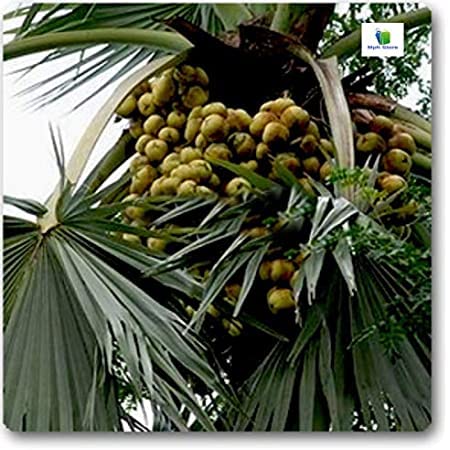 Mphmi Borassus flabellifer - Plant (B096X3CT5S) Amazon Price History, Amazon Price Tracker
