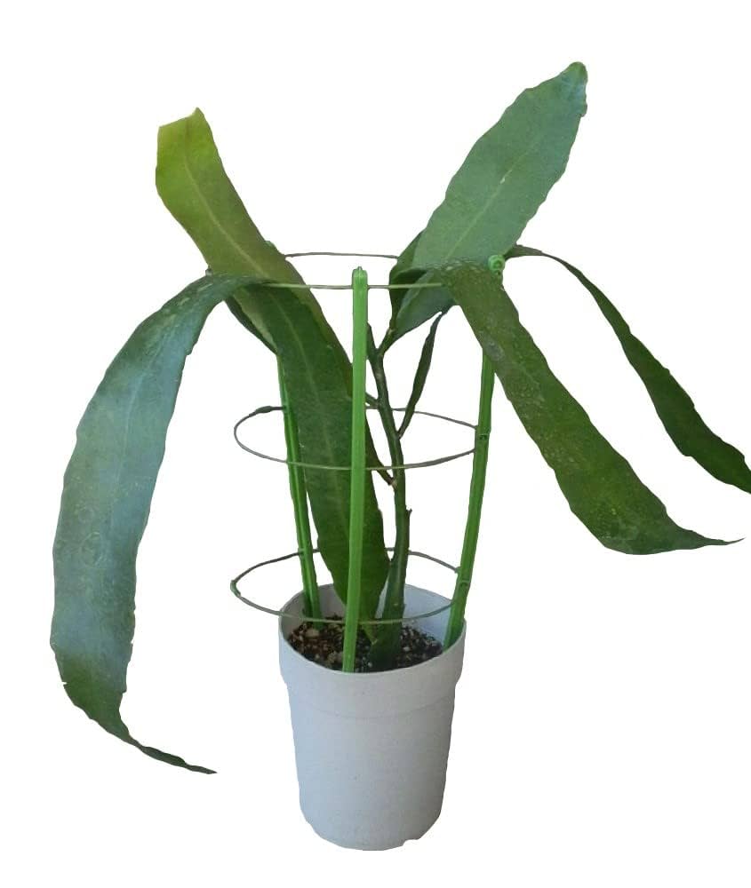 孔雀さん専用 1617766.jpg?zoom=spacing