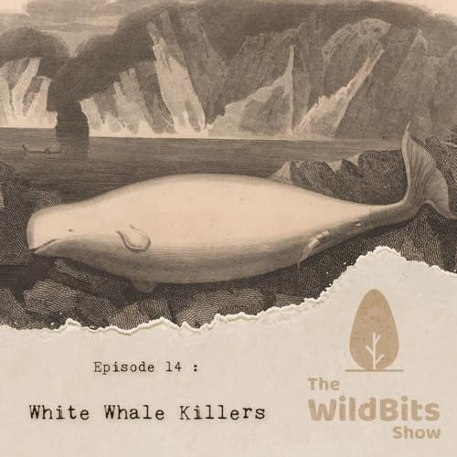 White Whale Killers