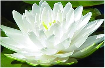 Image Nymphaea Gonnere (Snowball) Water Lily - Large Water Lily - Potted - Fish or Wildlife Pond and bog Aquatic Plants