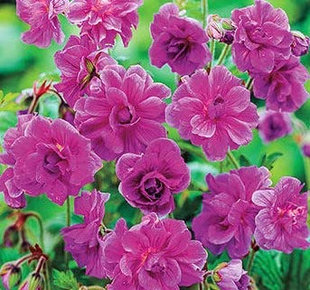 Pretty Flowering Double Everblooming Hardy Geranium Root, Plant