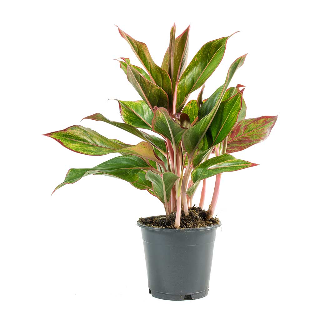 Garden Art Indoor Aglaonema Snow White Single Stem Plant With Grower's Pot (Aglaonema Snow White)