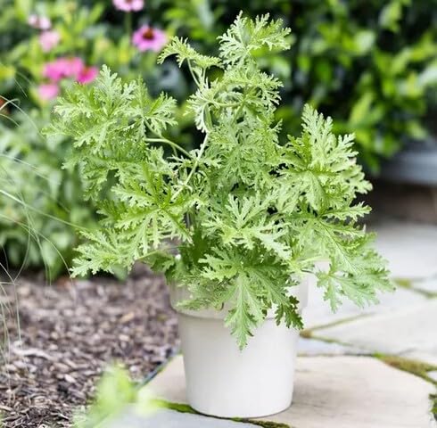 Fresh 100pcs Green Citronella Plant Seeds