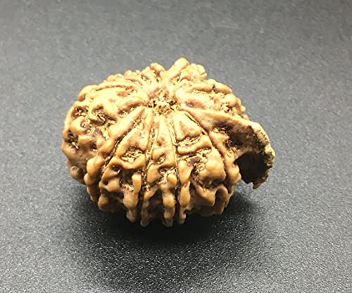 Ganesh Rudraksha de 10 Mukhi elimina bloqueos mentales con esta semilla de Nepal natural 4