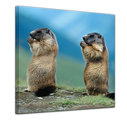 Impression d'art - Marmotte - 60x60 cm - Image sur toile - Mondes animales - Rongeur - Deux marmottes en plein air Cover