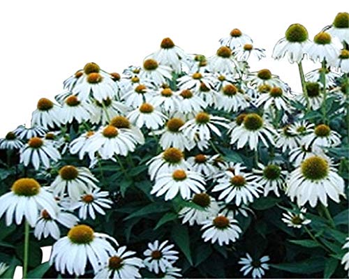 Echinacea White Swan Coneflower - 100+ Seeds