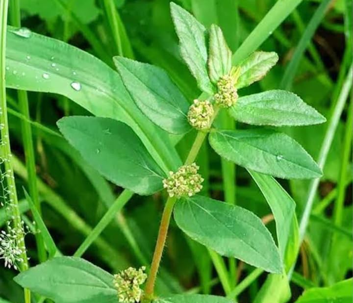 Amman Pacharisi (Euphorbia Hirta) Live Plant (B0D1FV446N) Amazon Price History, Amazon Price Tracker