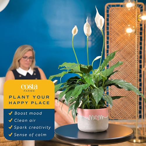 Image of Costa Farms Peace Lily Live Plant in Decorative Pot, Air Purifying Flowering Indoor Houseplant, Perfect for Home, Room, or Office Decor, Great House Warming or Birthday Gift, 14-24 Inches Tall