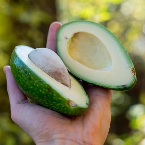 Avocadopflanze Ettinger 130–160 cm | Echter Avocadobaum im Topf | Zimmerpflanze & Kübelpflanze | dekorativer Obstbaum für Balkon, Terrasse & Wohnung, pflegeleicht & immergrün