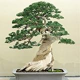 Semillas importadas Green Seeds Co. 10 Juniper Bonsai Tree Potted Flowers Bonsai de oficina purifica el aire absorbe gases nocivos