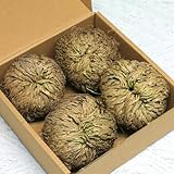 Rosa de Jerico Original, 4 Pack Rose of Jericho Dried Plants - Dried Fern Like Scale Leaf Prayer Plants for Spiritual Purification, Home Flowers Decor