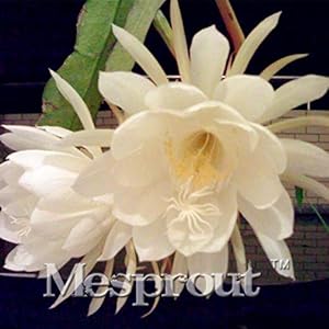 . Nuovo Vero 100PCS cinese Clematis Courtoisii Bonsai Garden in vaso bonsai del fiore di rara bellezza casa Bonsai piante fiorite: 5: Only Seeds