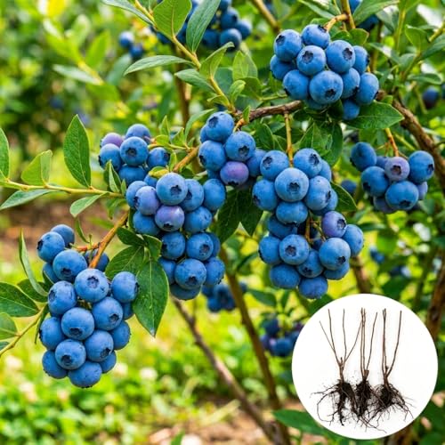 2 Bluecrop Blueberry Bush Seedlings Live Plant – Fruit Bearing Blueberry Bush Starter – Healthy...